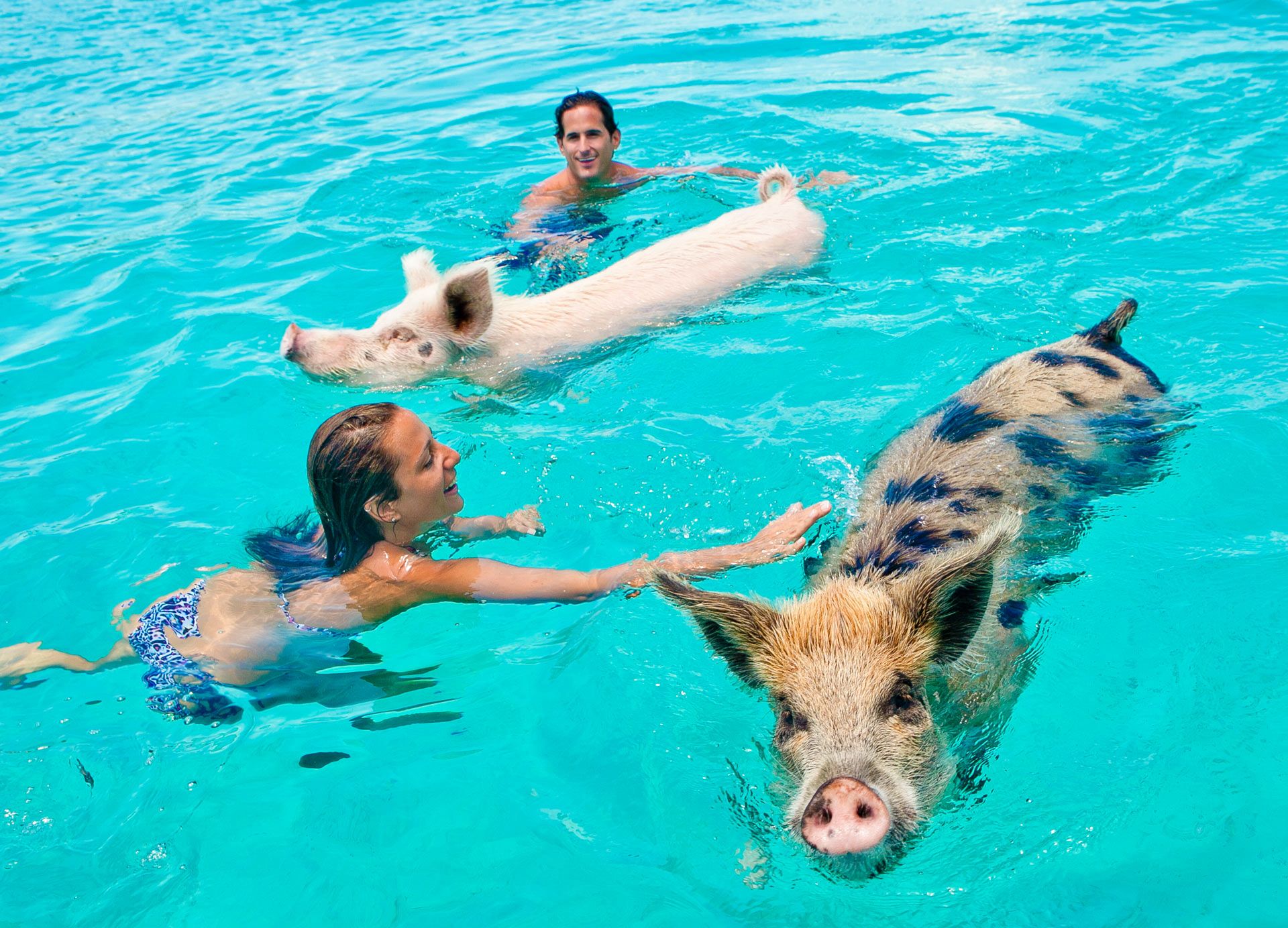 Petting the swimming pigs