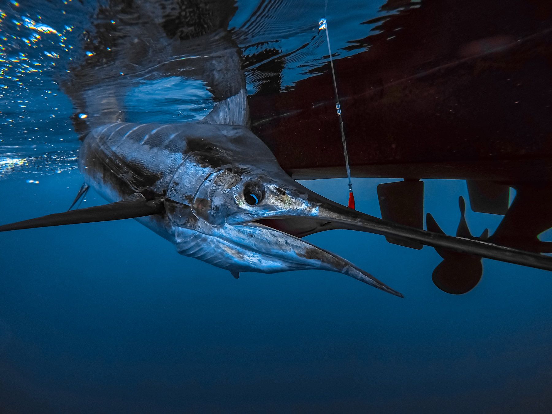 White Marlin Fishing: species guide, charters and destinations - Tom's Catch