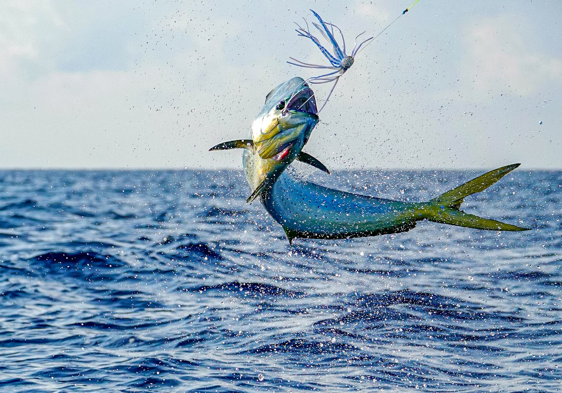 Fishing in Nassau, The Bahamas: The Definitive Guide