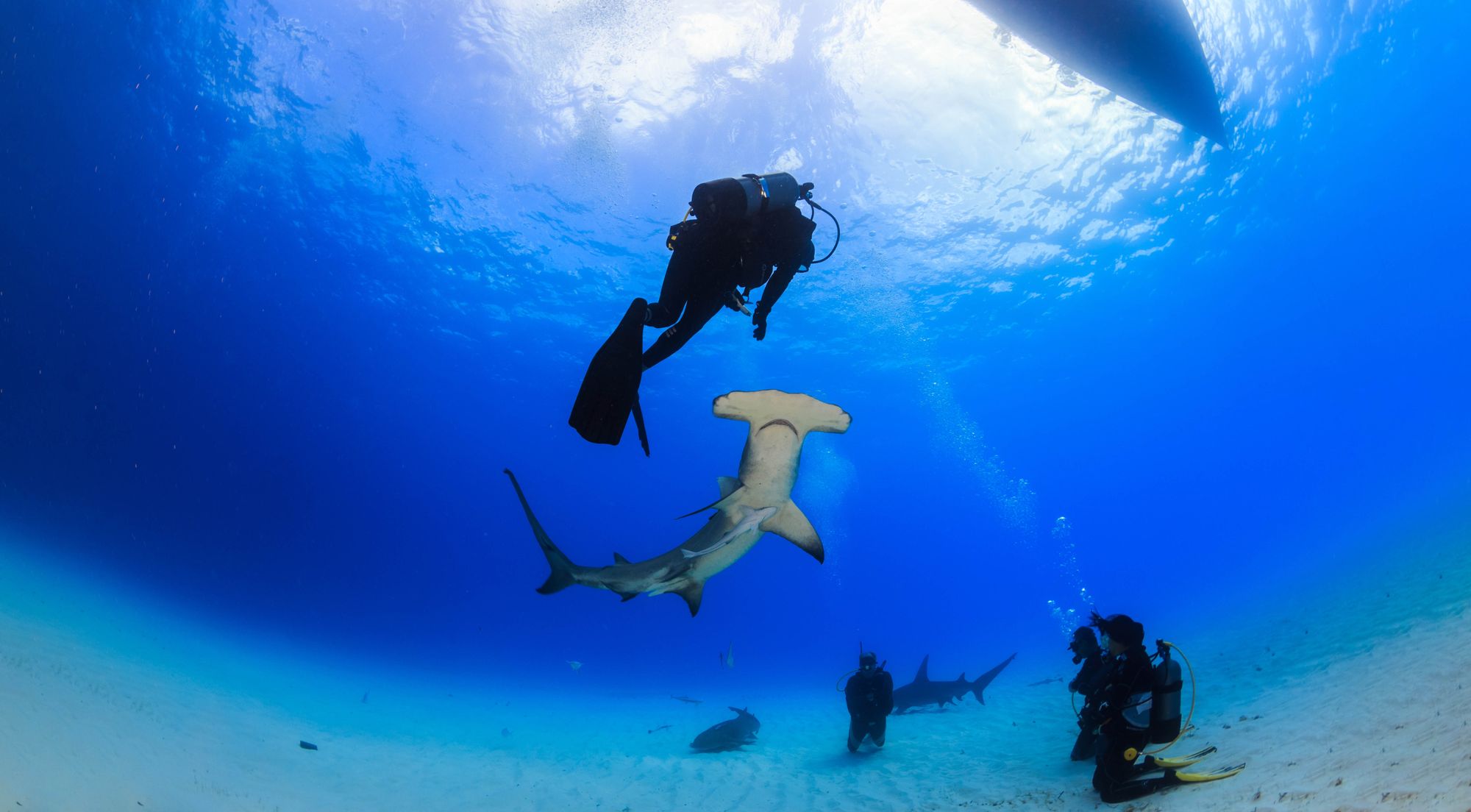 Buceo con tiburones en Bahamas: La emoción submarina de su vida