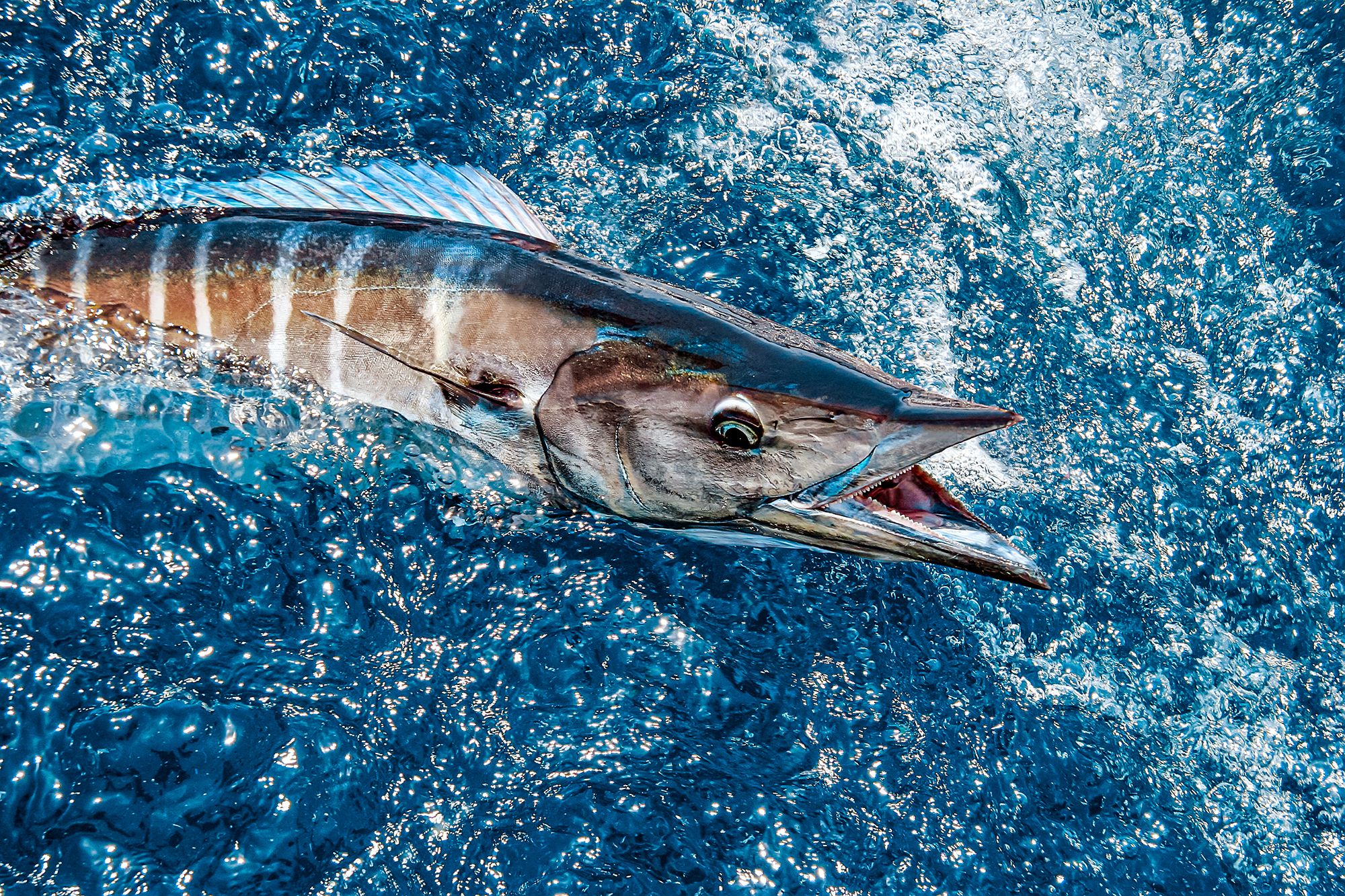The Best Caribbean Fishing Destinations Revealed