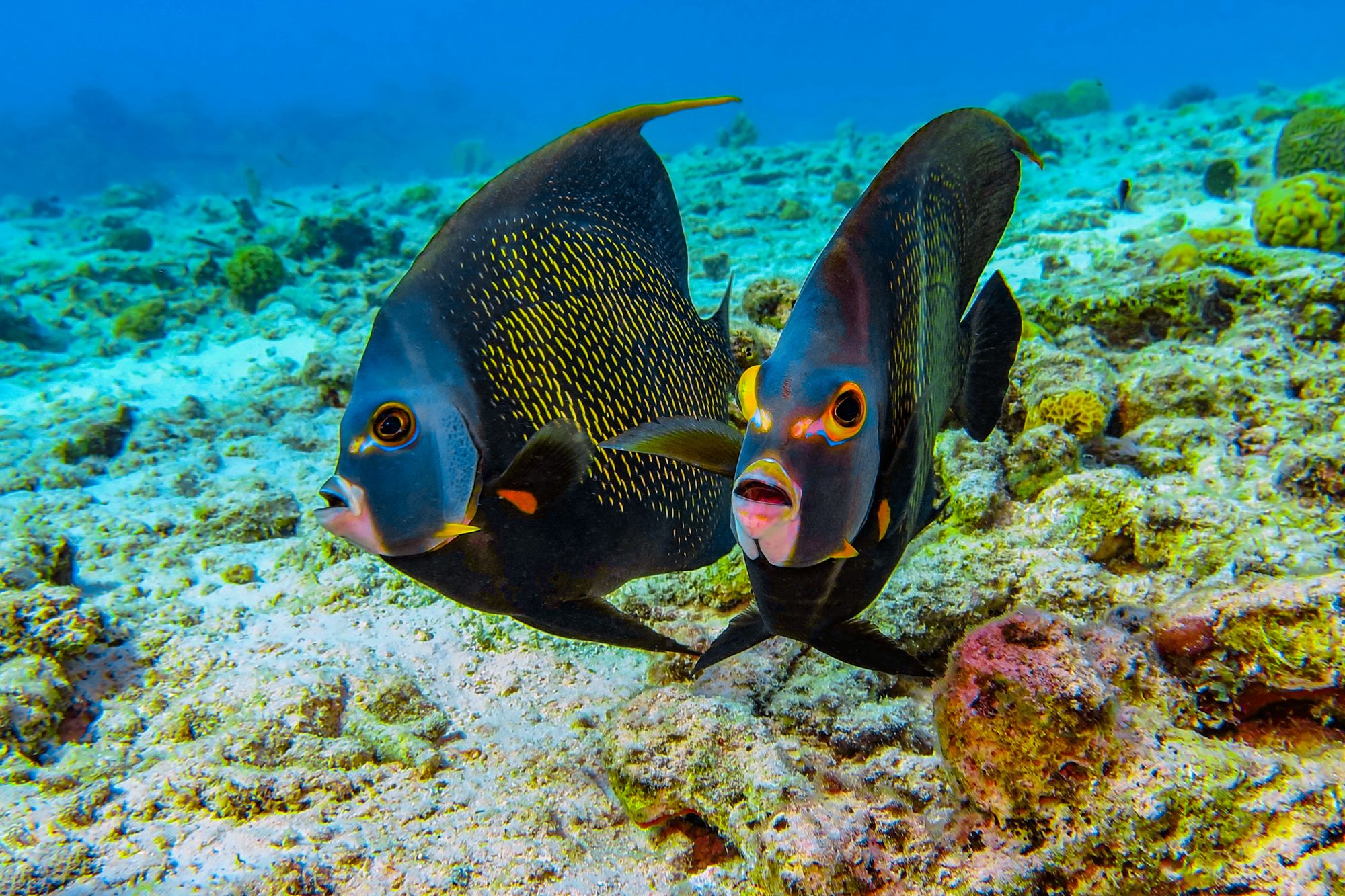 Saint Lucia Snorkel Pair Angelfish