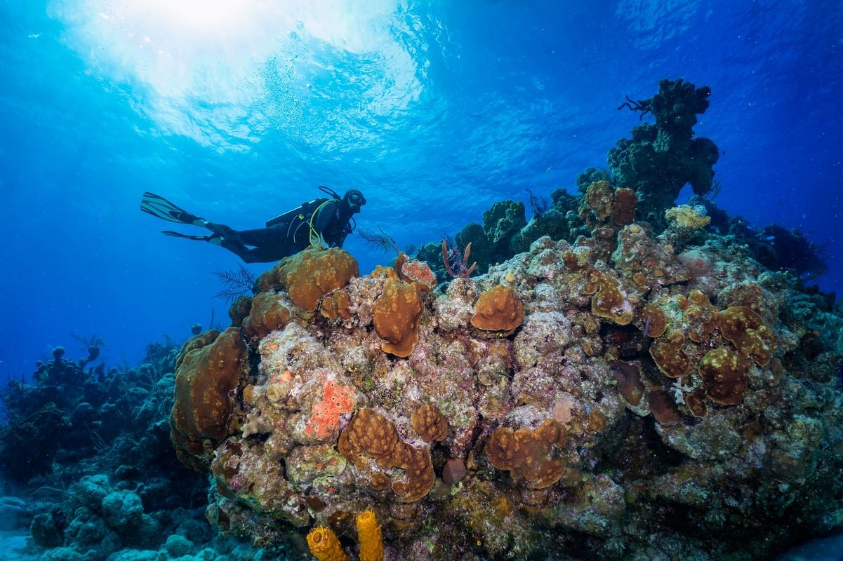 Buceo en Bahamas: Qué esperar