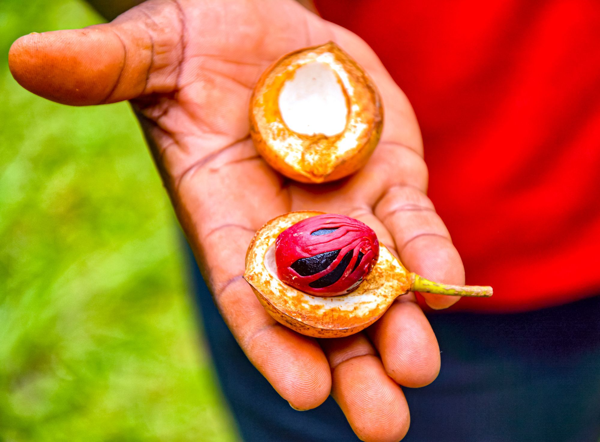 Las hierbas y especias más utilizadas en la cocina caribeña