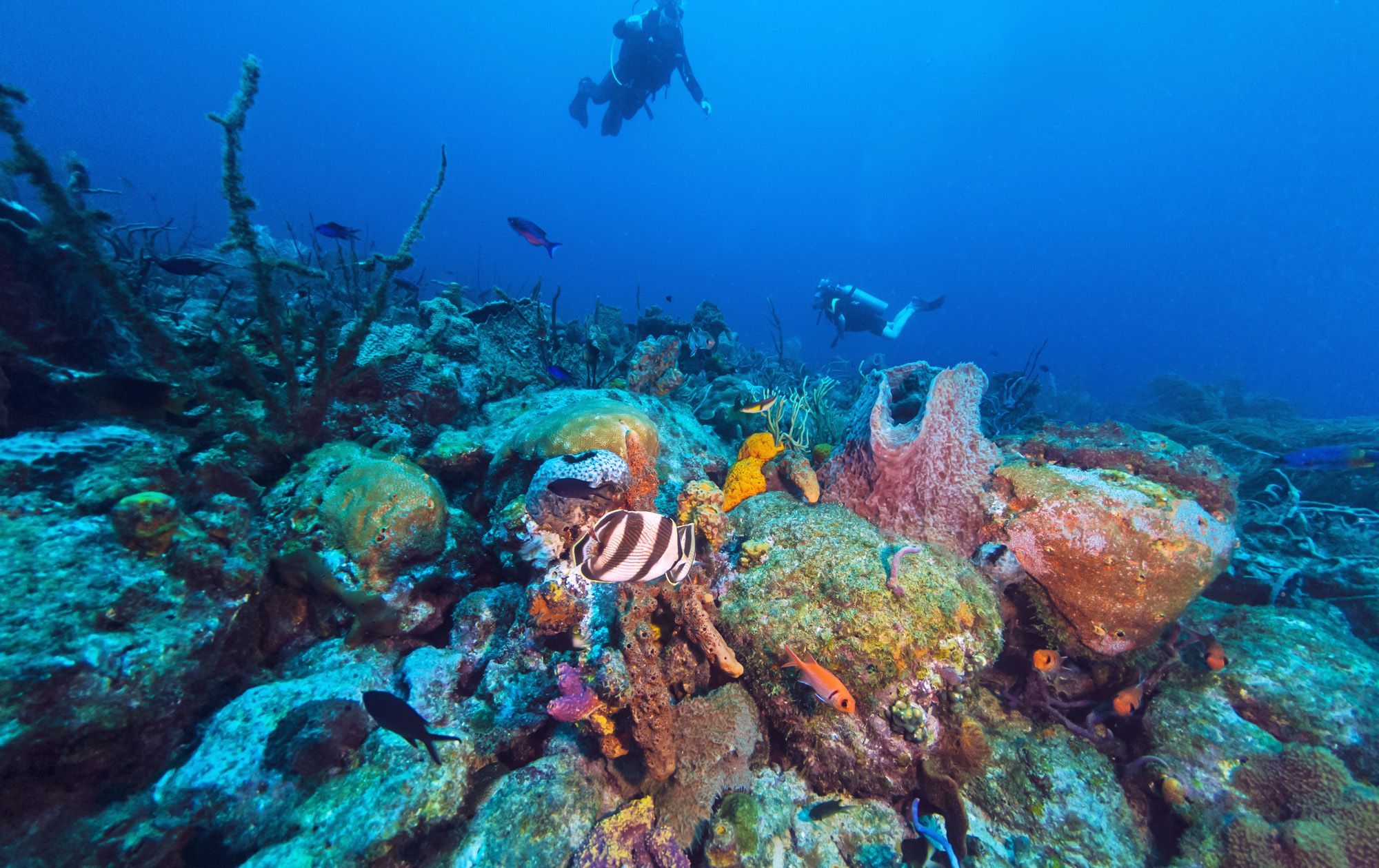 Buceo en Barbados: Los mejores puntos de inmersión y qué esperar