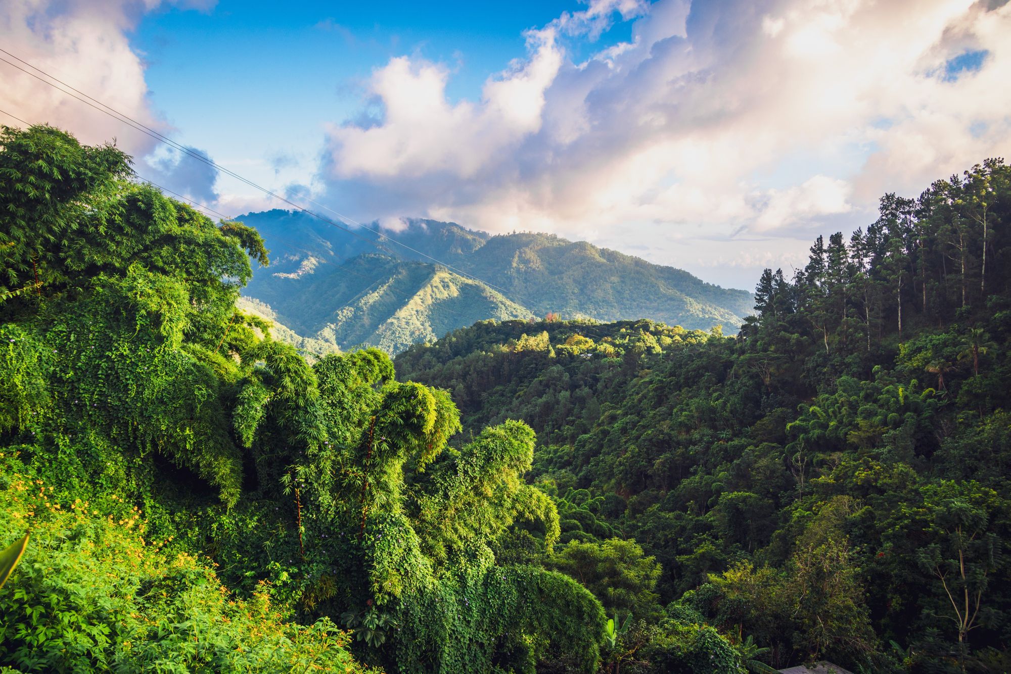 Por qué el café Blue Mountain de Jamaicaes el más codiciado del mundo