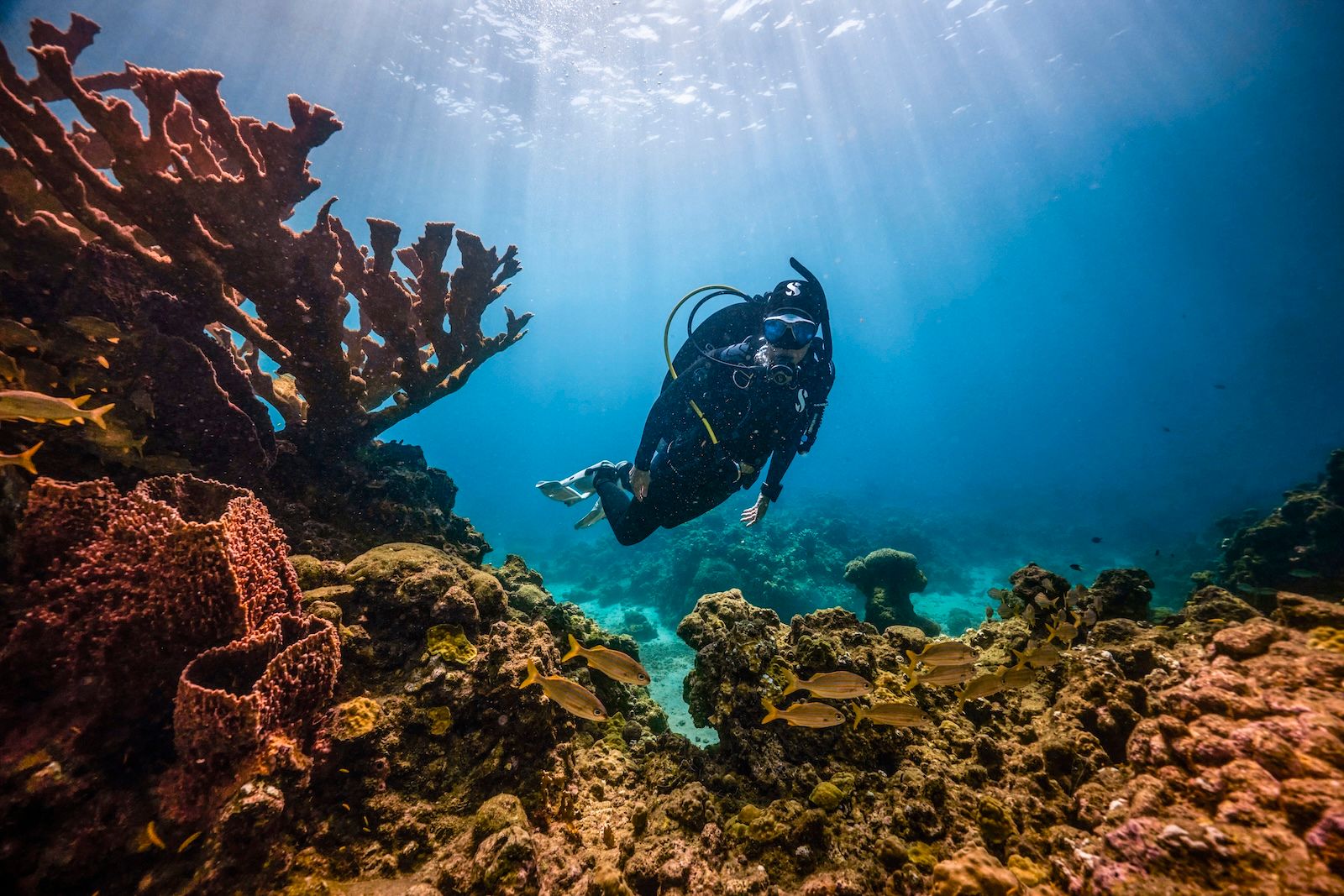 5 Women to Know this PADI Women's Dive Day