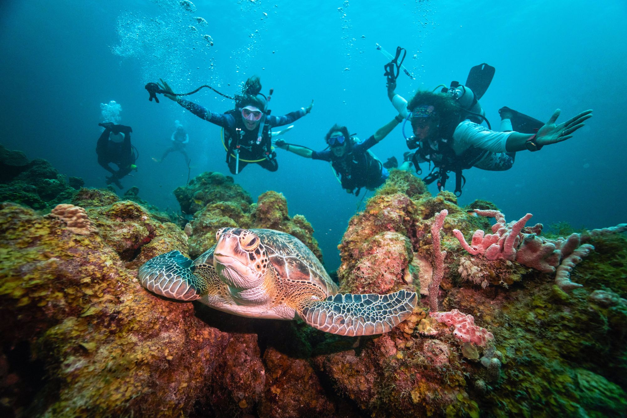 Los mejores destinos y resorts turísticos de Sandals para unas vacaciones ideales de submarinismo