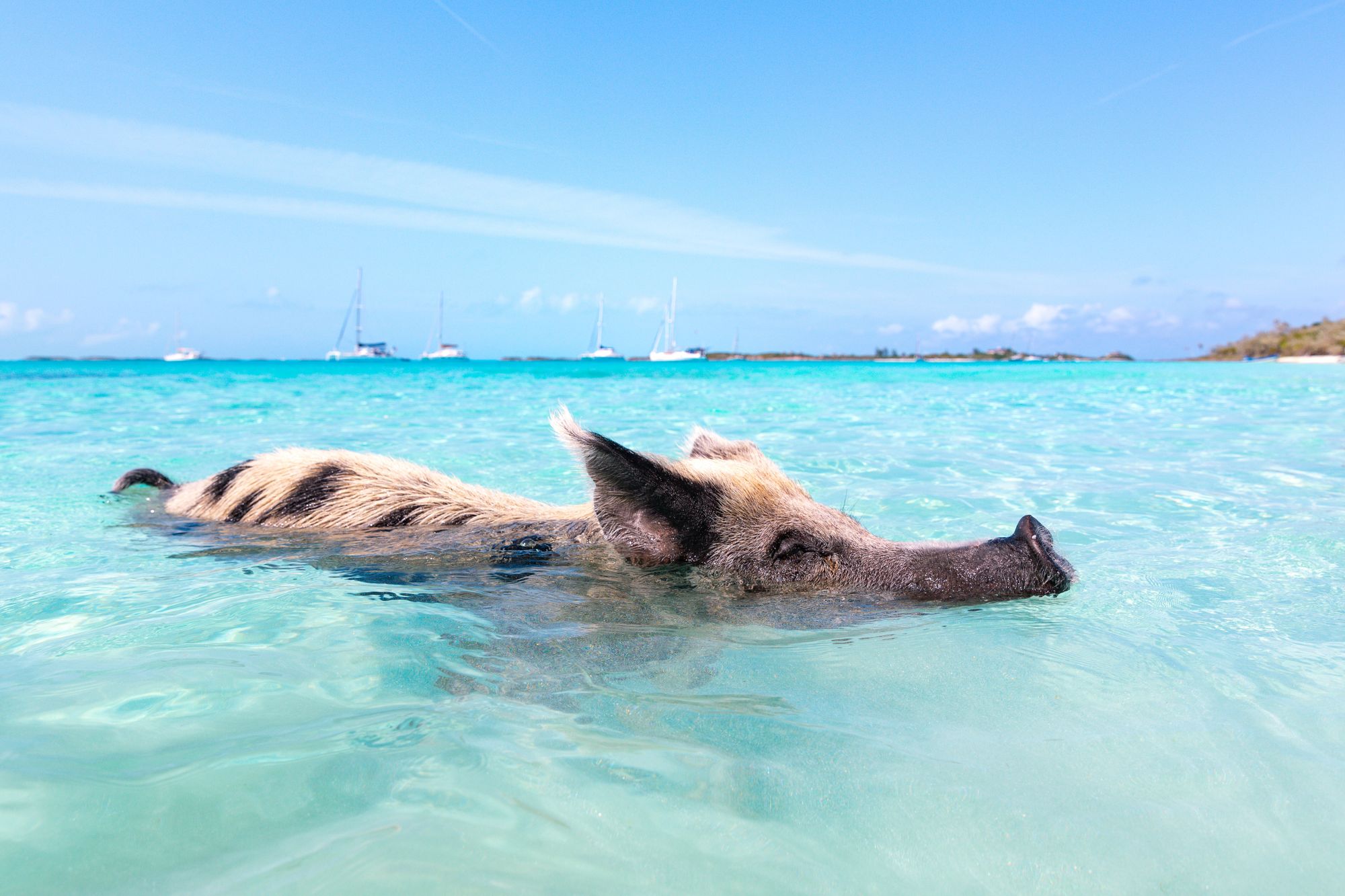 Adorable, Wild, & Fun - Here’s How To Meet The Swimming Pigs Of The Bahamas!