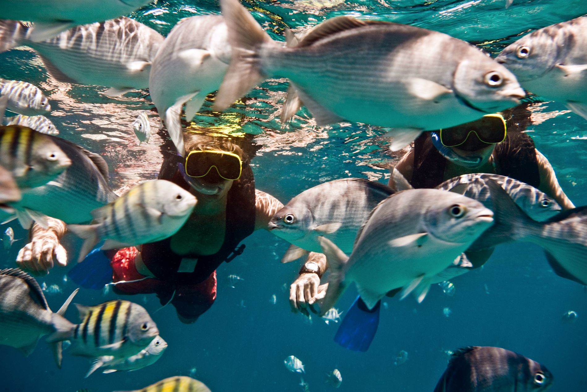 Best-Time-To-Visit-Barbados--snorkling-in-Barbados-