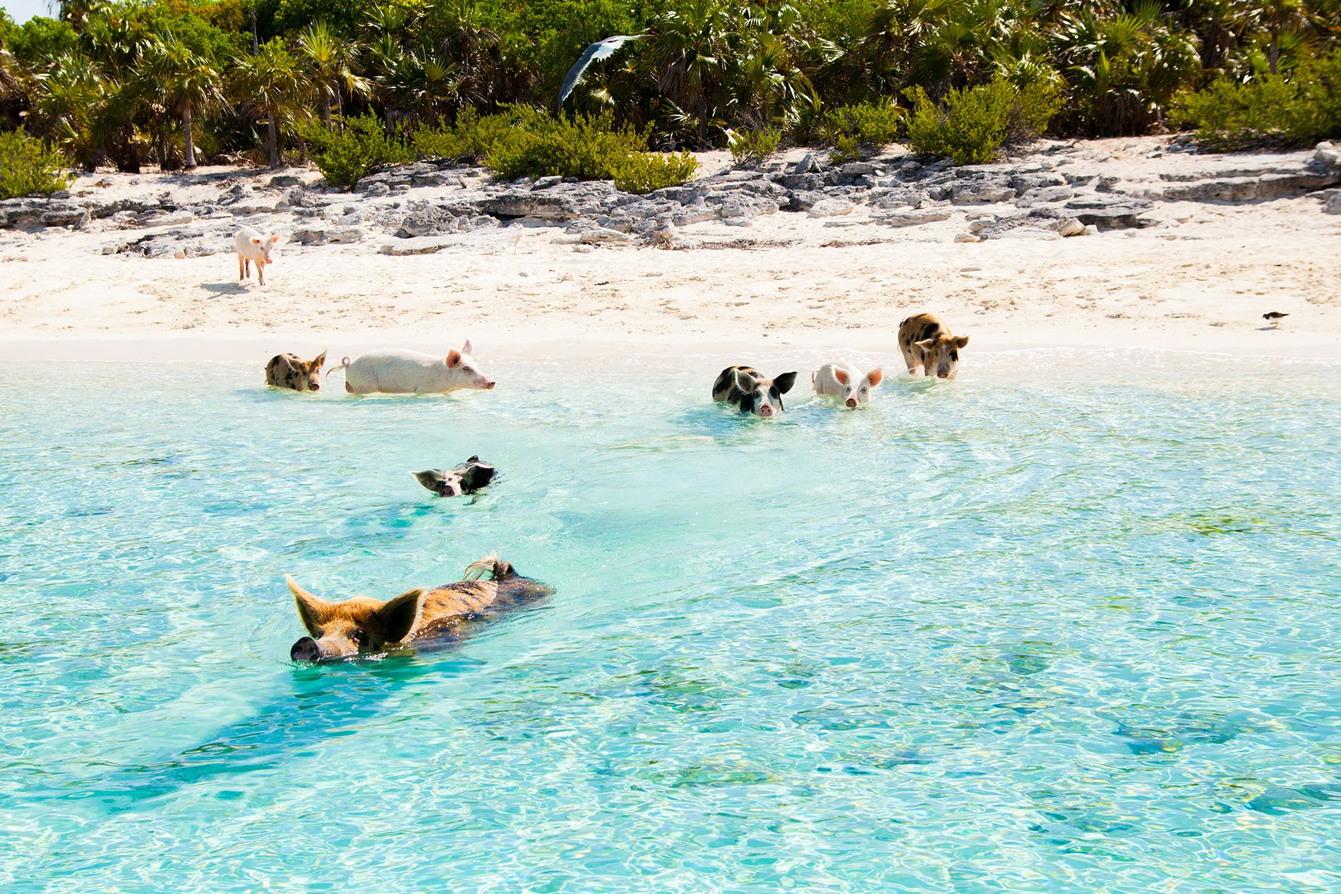 Exuma's Most Adventurous Day Trip: Thunderball Grotto