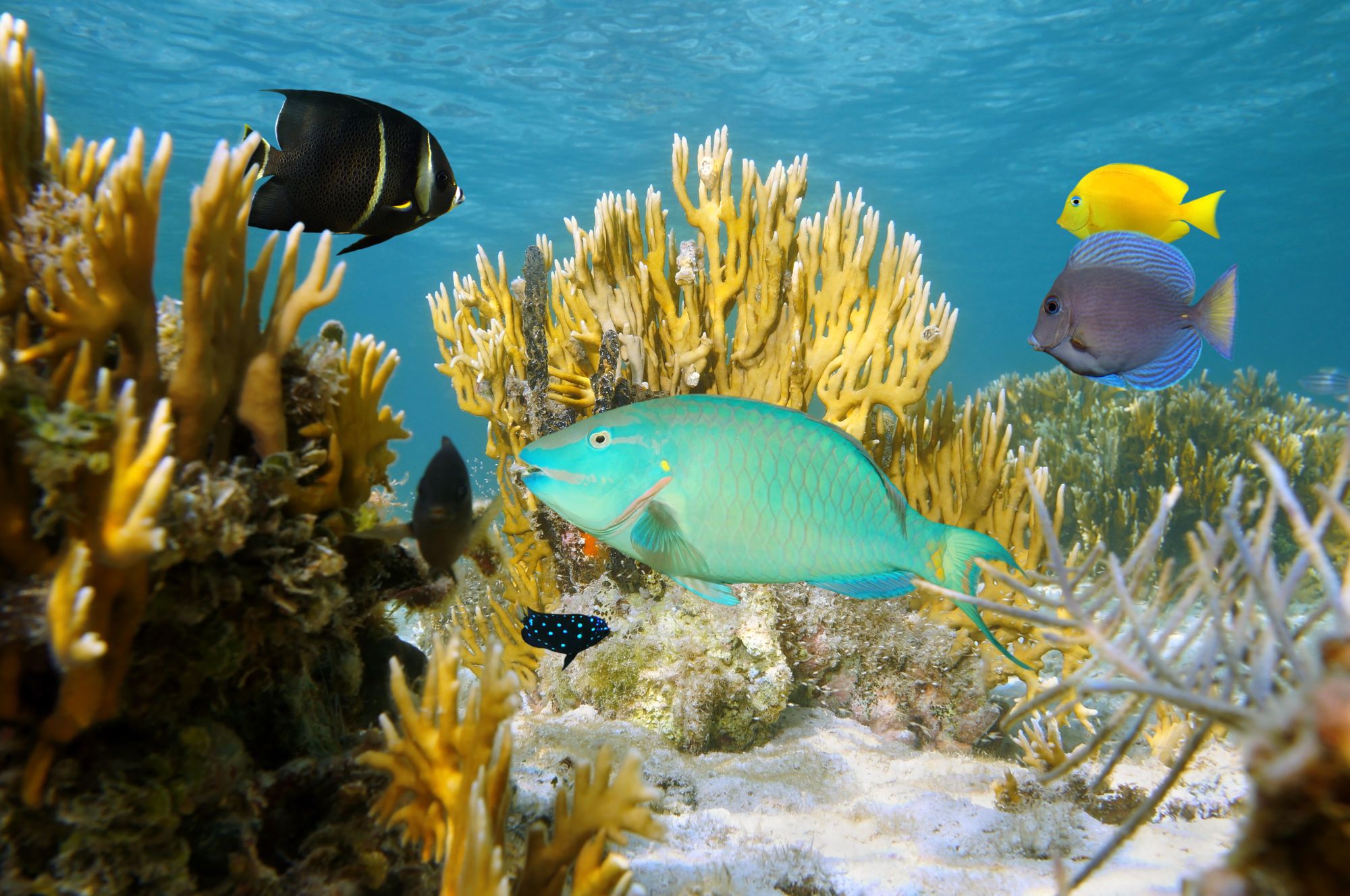 sealife-glass-bottom-boat-Bahamas