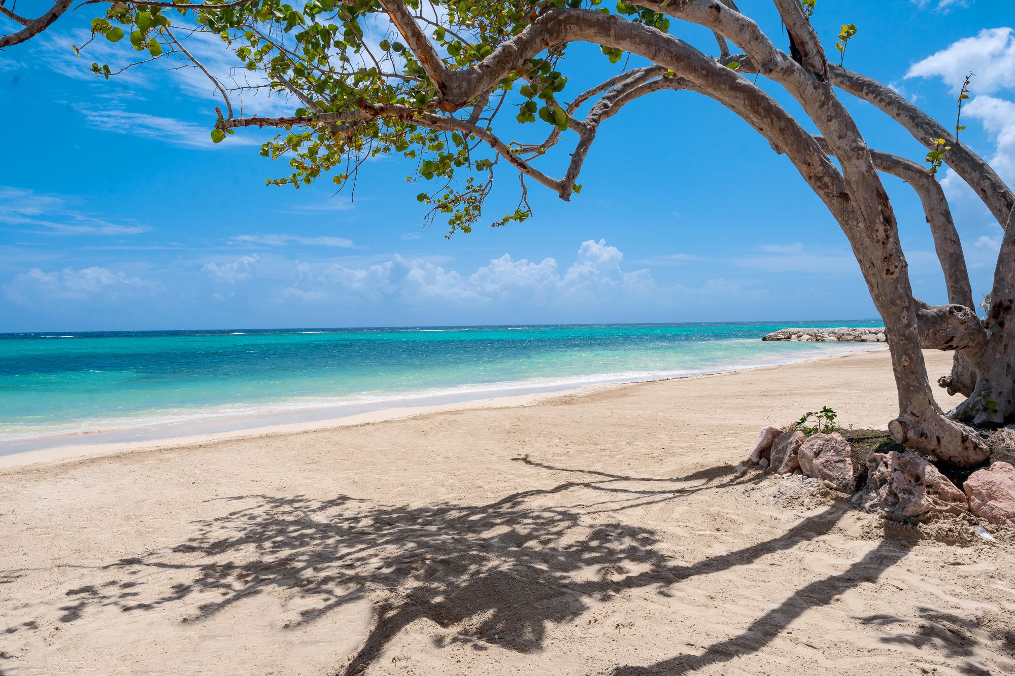 sandals-dunns-river-resort-beach-with-palm-tree