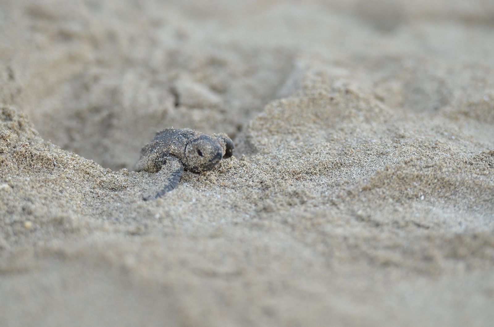 sandals-foundation-environment---sea-turtle-tours-2