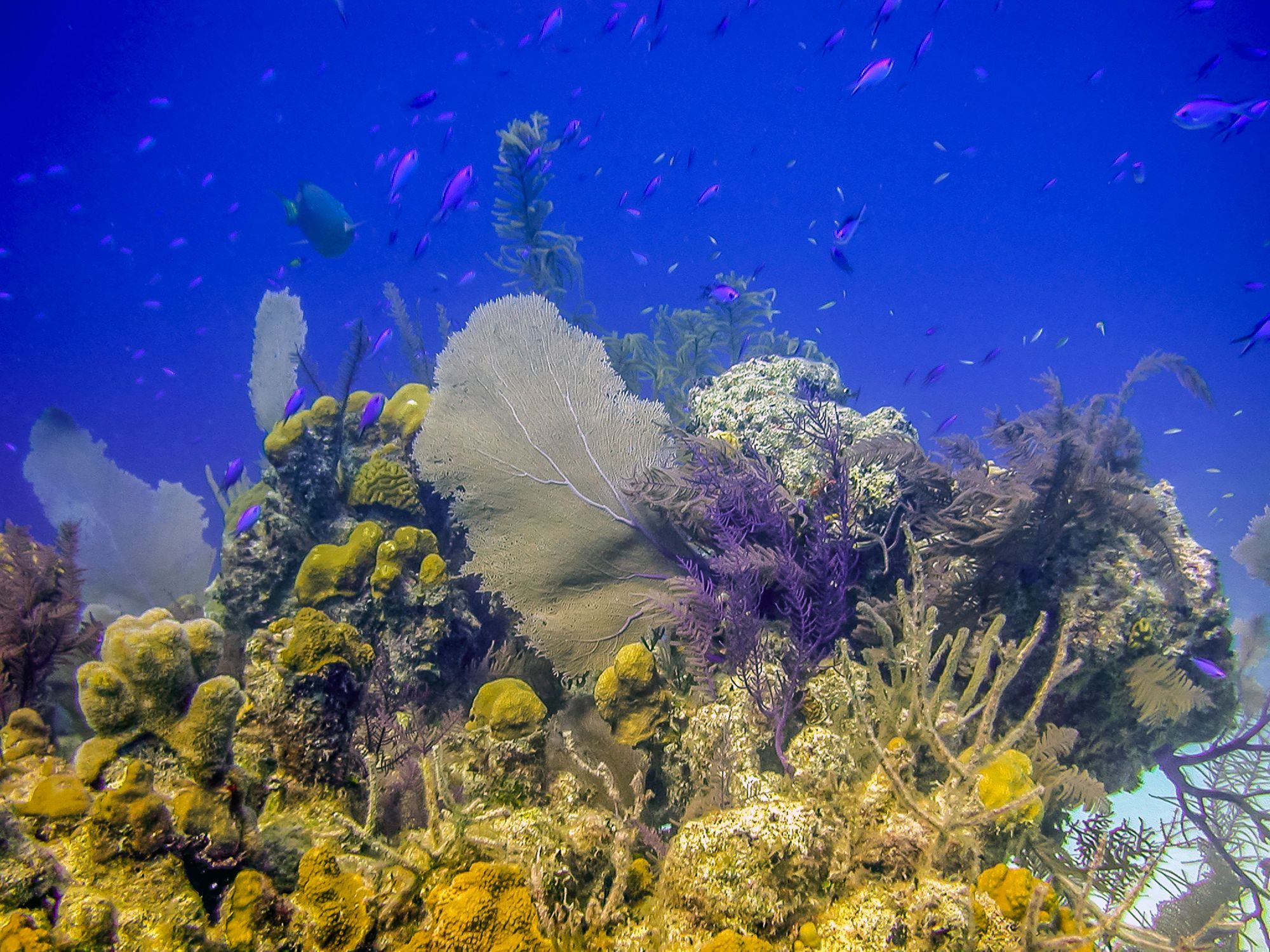 The Best Snorkeling In The Caribbean For An Exceptional Underwater Adventure