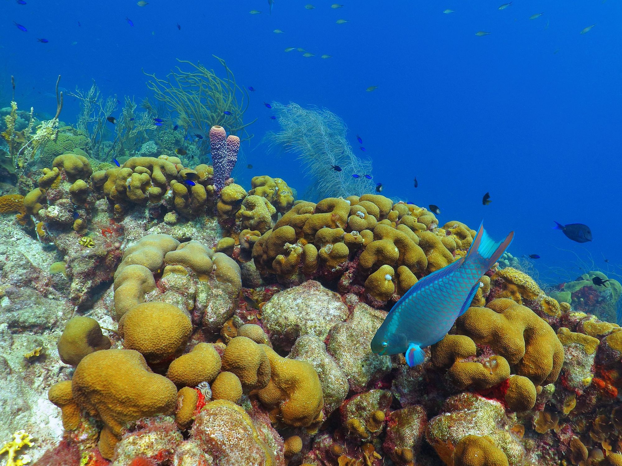 coral reef in Caribbean