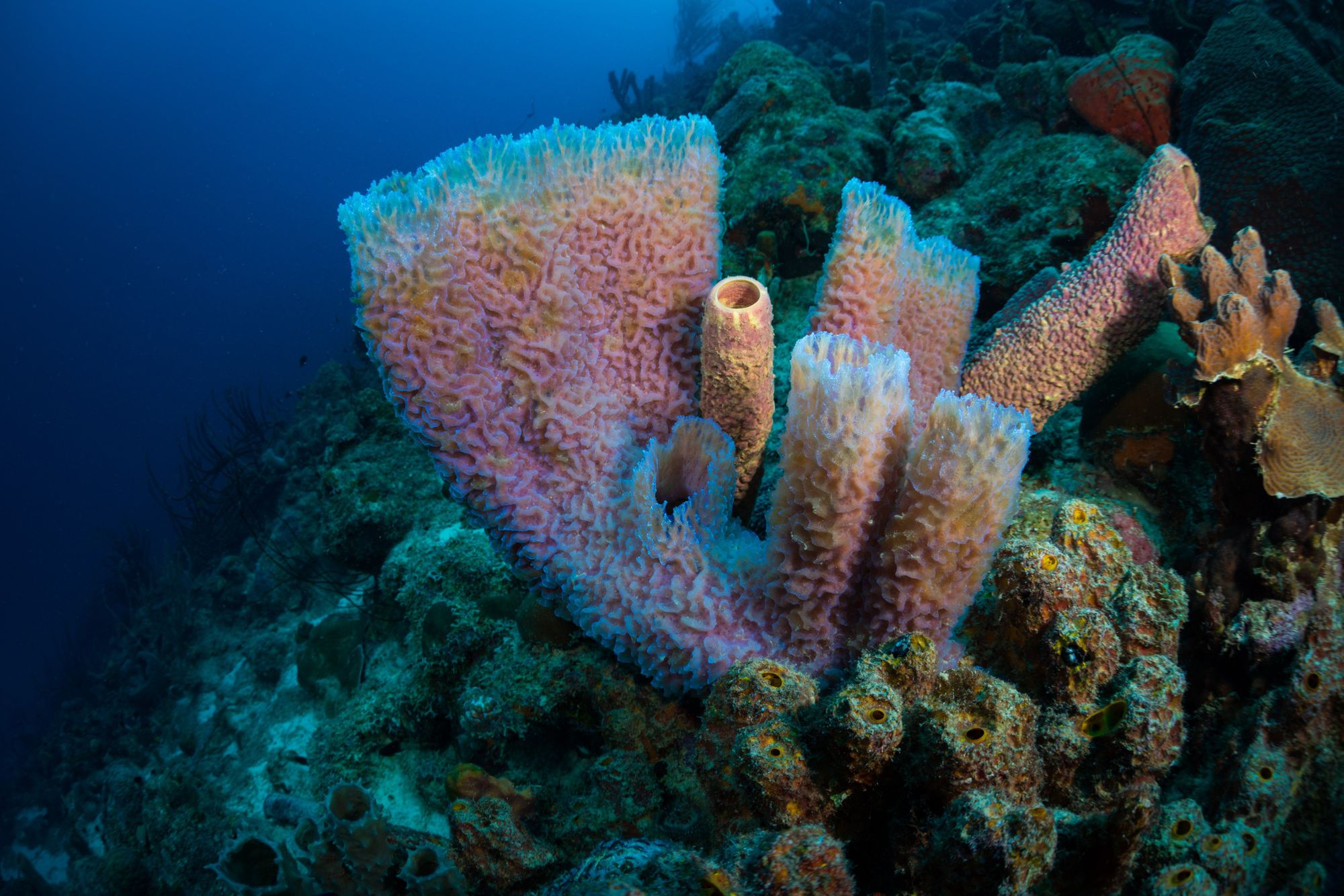 The Best Snorkeling In The Caribbean For An Exceptional Underwater Adventure