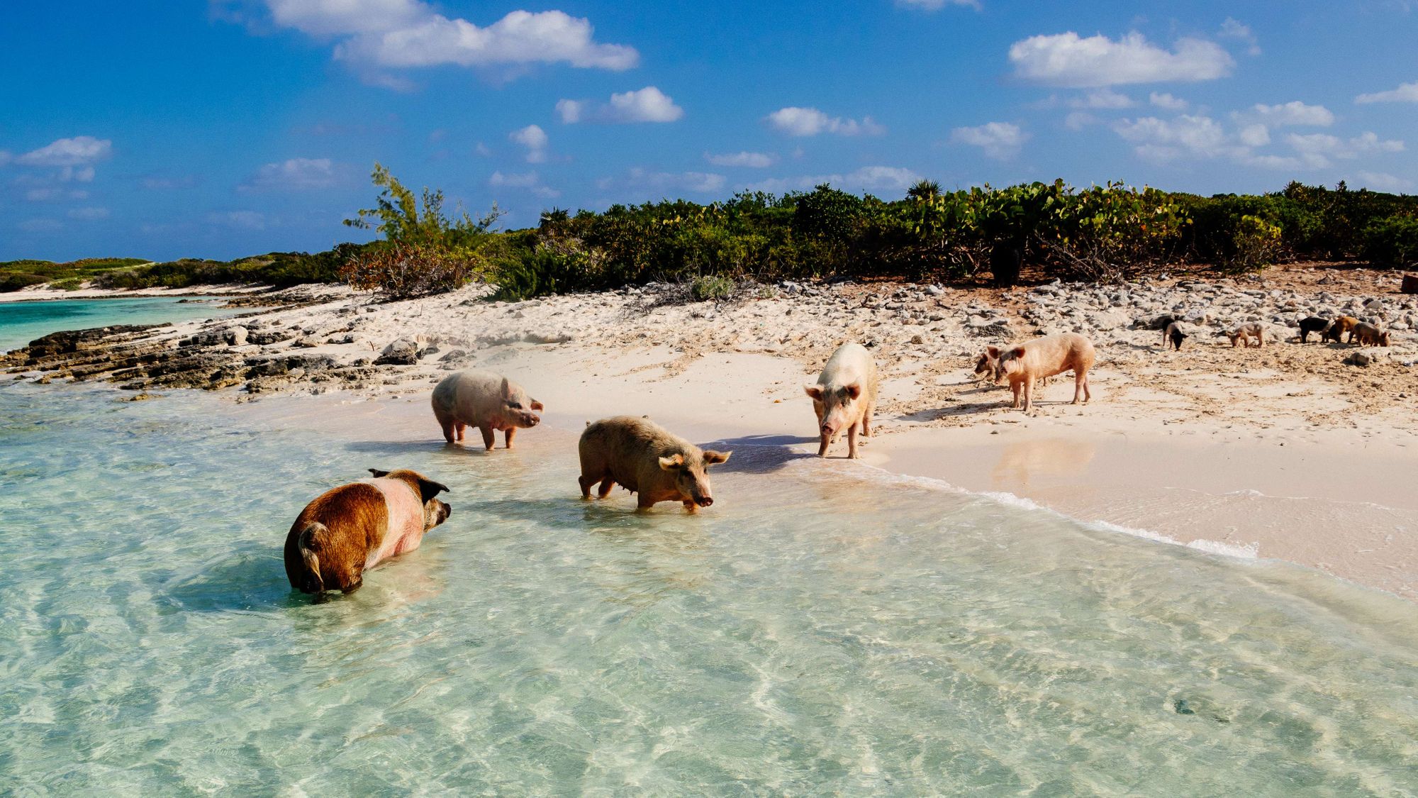 swimming-pigs--livepixx.de-