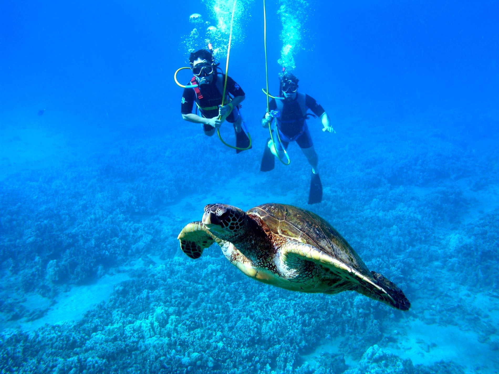 snuba-with-turtle-P1010223